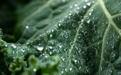 Agriculture biologique innovations semences élevage circuits courts et marché 2023