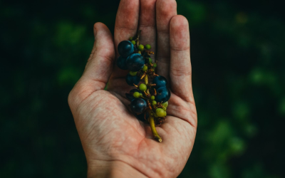 L’agriculture biologique explose grâce à la consommation responsable et innovante
