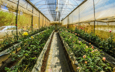 L’essor inédit de l’agriculture biologique entre innovations et enjeux