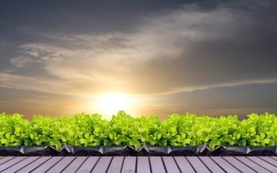 Agriculture biologique, innovations au service d’une alimentation durable