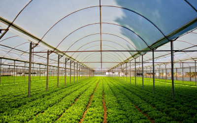 Innovations en agriculture bio révolutionnent pratiques agroalimentaires et consommation