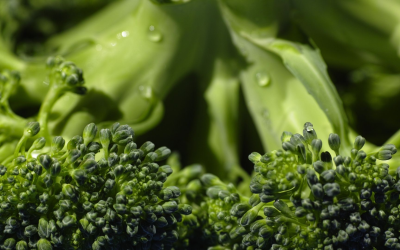 Innover pour une agriculture biologique durable et performante